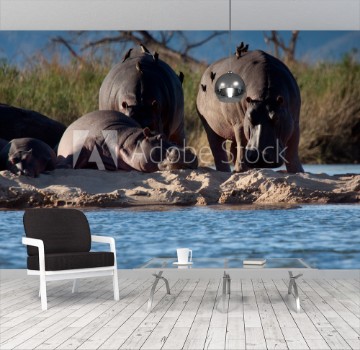 Picture of Hippos on the Zambezi River Zimbabwe and Zambia